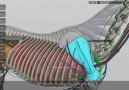 3D Horse Anatomy Software