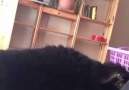 Did someone say pizza! Rosi the derpy doggo