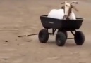 Did you know goats love wheelbarrows? watch and see  :)