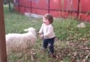 Did you know sheep can be so loving and playful