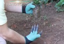 Dig & Plant Without Hand Tools...LIKE (y) Sia Magazincredit Garden Genie Gloves