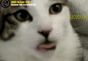 Dili Durmayan Sapık Kedi :D