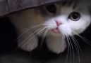 Dilini çıkarıp etrafı izleyen dünyanın en ponçik kedisi