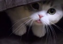 Dilini çıkarıp etrafı izleyen dünyanın en ponçik kedisi &lt3