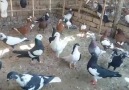 Dilnawaz pigeon