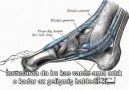 Dini Keşfetmek 7. Bölüm Körelmiş Organlar (2/2)