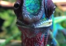Dinner time for this Chameleon look at this colours... mind blowing