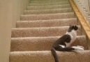 Disabled Cat Climbs The Stairs