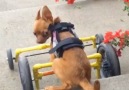 Disabled Dog Does Wheelchair Parkour