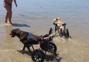 Disabled dogs enjoying their time at the beach...
