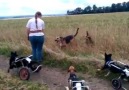 Disabled Dogs Get A Chance To Run And Play For The First Time