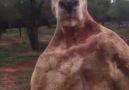 Discover World - Aggressive kangaroo P Facebook