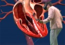 Discovery inside your body.