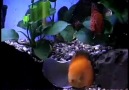 Discus Fish Tank Aquarium