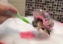 Diş Fırçasıyla Yıkanan Sevimli Kedi