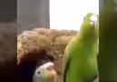 Diskocu Papağanlar