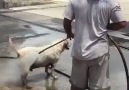 Dış Köpek Yıkama 10 TL