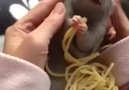 Disney's Ratatouille gibt es wirklich :-D