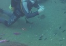 Diving with the cichlids in Lake Malawi DCG - Region Österreich