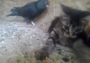 Diyarbakır Güvercini Kediyi Bir Güzel Benzetiyor