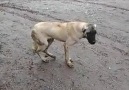 Diyarbakır Köpeğide Bir Başka Olur :)