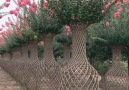 DIY Flower - Creative Farmer Bonsai Facebook
