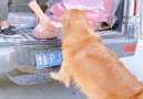 DIY Flower - Dogs are Loyal Friends - Soulmates - Heroes Facebook