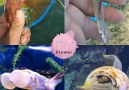 DIY Flower - 10 Surprising Fish Facts Facebook