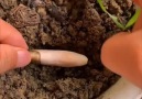 DIY - Now you can grow your own fruit at home