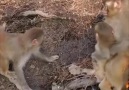 DIY - Wild monkeys