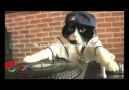 Dj Cat Feat. Dj Soner Lefkoşa Ortam