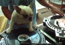 Dj Dog