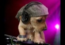 Dj kantik