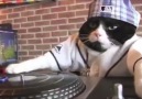 DJ Kitty