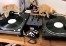 Dj Kitty und Freunde :)