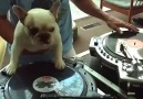 Dj'lik Yapan Köpek