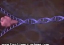 DNA Eşlenmesi (Replikasyon)