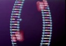 DNA mutasyon
