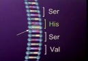 DNA Mutation...Source