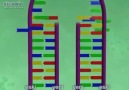 DNAnın Eşlenmesi