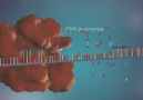 DNA Replication animation...(Source yourgenome.org)