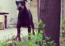 Doberman Türkiye le 17 juillet 2018