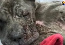 Doctor Decides To Give Dying Dog A Chance To Live