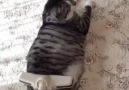 Does your cat likes being vacuumed (Credit instagram.comusakohonma)