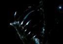 Doğa Bir Savaş Alanıdır: Biyoaydınlatma (Bioluminescence)