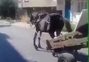 DOĞA DOSTU - Şüphesiz eğer ki hayvanların dini olsaydı...