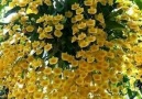 DOĞA Hayattır - Sarı Orkideler..!!