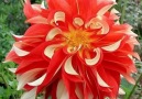 DOĞA Hayattır - Yıldız Çiçeği-Dahlia