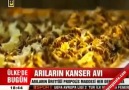 Doğal Antibiyotik Propolis Kanser Hücreleri Üzerindeki Mucizesi