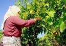 Doğal Reçete - Asma Yaprağının Faydaları Asma Yaprağı Suyu